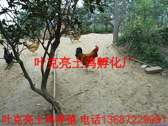 宜昌土雞養(yǎng)殖場(chǎng)圖片
