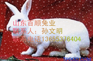 供應(yīng)獺兔種兔兔籠
