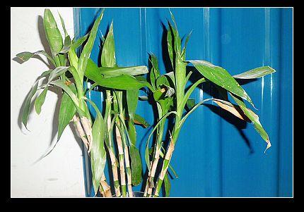 供應雅特ev防腐板