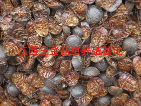 供應(yīng)湖南土元養(yǎng)殖視頻_湖南土元蟑螂養(yǎng)殖_湖南土元蟑螂混養(yǎng)技術(shù)