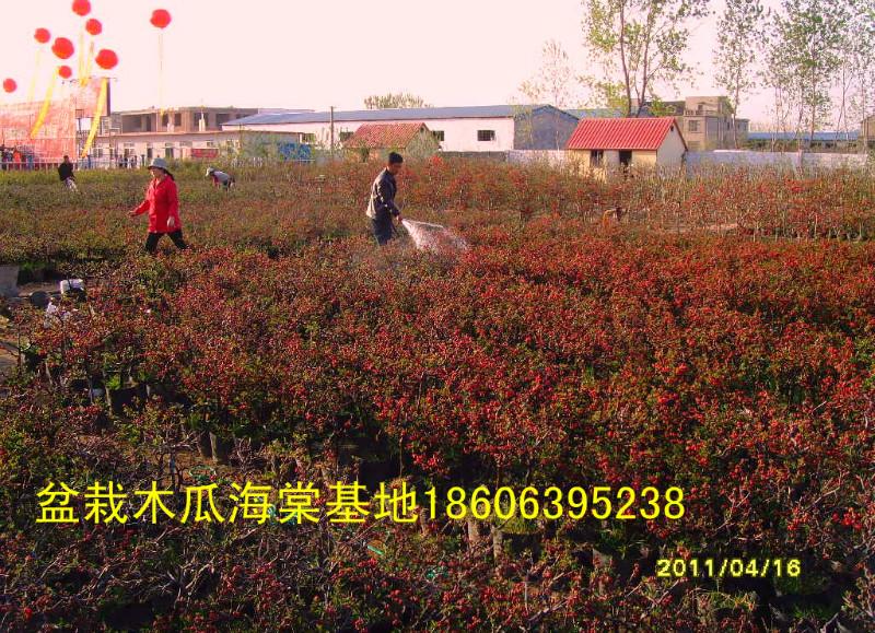 供應(yīng)木瓜海棠花卉怎么修剪 木瓜海棠花*中華苗木