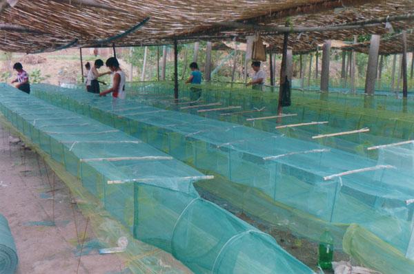 供應(yīng)白洋淀地籠網(wǎng)