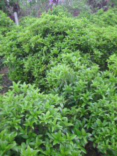 供应桂花供应基地直销桂花室内盆栽植物桂花小苗桂花三年苗卧室客厅办公室花卉庭院图片