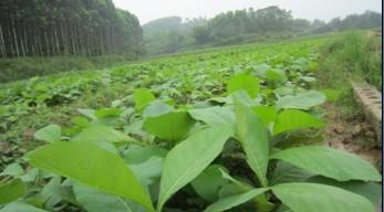 供應(yīng)梧州種植珍貴樹前景南寧柚木苗價格