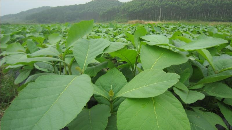 供應(yīng)柚木種子柚木苗柚木樹苗批發(fā)價(jià)格