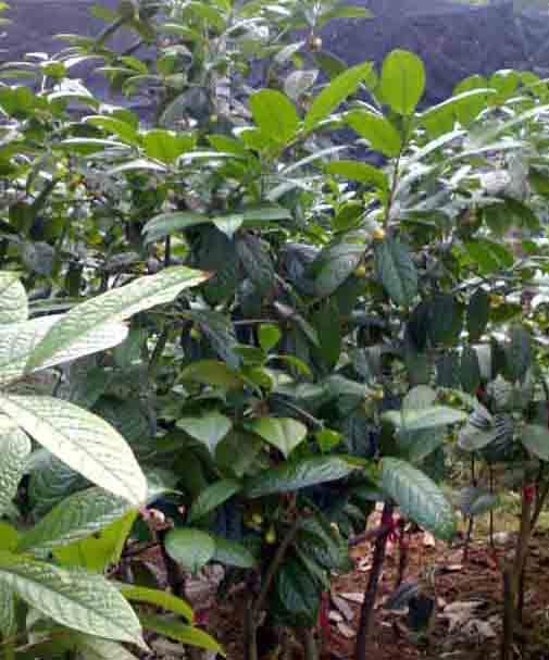 广西金花茶苗种植供应广西金花茶苗种植_广西金花茶苗种植技术_广西金花茶苗种植基地