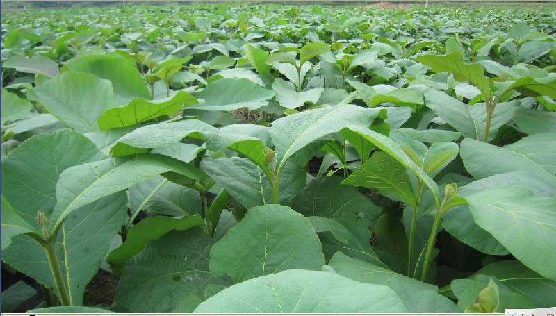 供應(yīng)來賓柚木苗柚木樹苗批發(fā)直銷