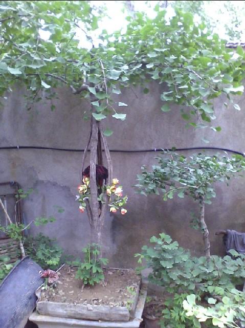 供應(yīng)銀杏樹(shù)銀杏苗木白果樹(shù)