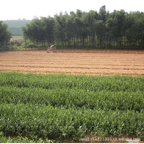 供應大量茶苗
