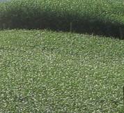 供應(yīng)安吉白茶