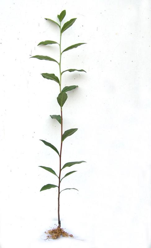 供應(yīng)安吉白茶