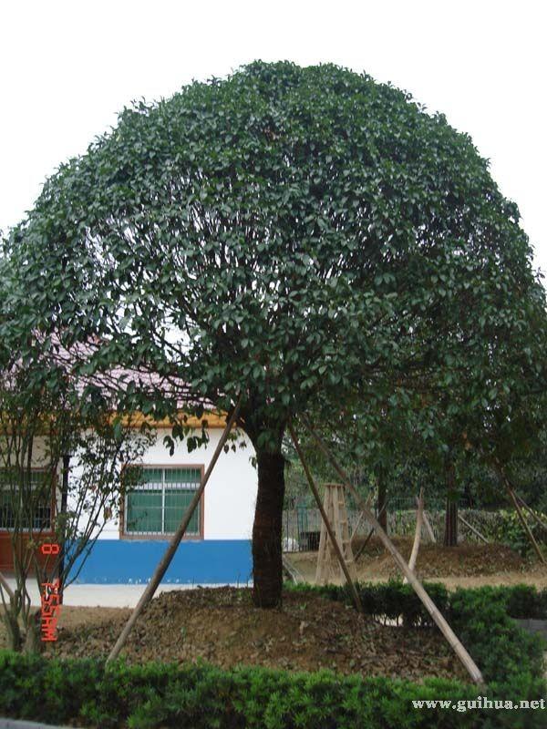 供應(yīng)四川桂花樹桂花苗