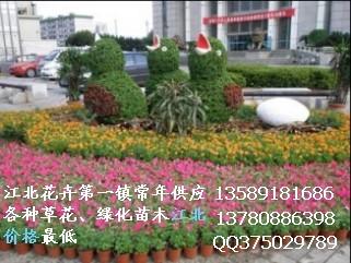 紅葉小檗圖片/紅葉小檗樣板圖 (4)