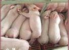 供應(yīng)雜交仔豬山東供應(yīng)