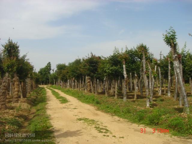 北京千头椿供应北京千头椿，北京千头椿树苗，北京千头椿树苗供货商