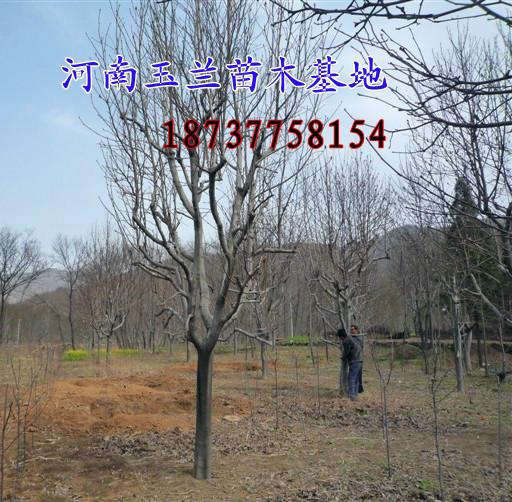 供應(yīng)巨紫荊3到8公分大量