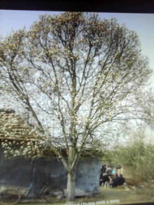 廣玉蘭8到15公分大量圖片