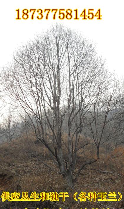 供應(yīng)叢生山玉蘭白玉蘭叢生辛夷樹黃櫨