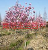 供應(yīng)大量各種規(guī)格紅白紫黃玉蘭
