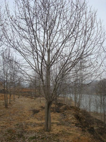 供應(yīng)廣玉蘭樹苗價格，河南廣玉蘭樹苗價格，南陽廣玉蘭樹苗價格