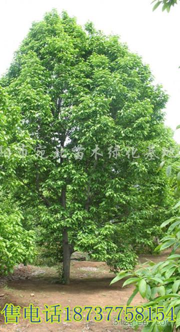 供應(yīng)河南山玉蘭小苗，河南山玉蘭小苗基地，河南山玉蘭小苗批發(fā) 河南山玉蘭小苗紅玉蘭小苗紫玉蘭