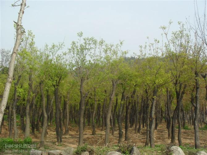 供应玉兰山种子木瓜海棠种子玉兰山种子国槐种子