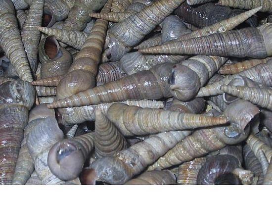 海錐螺批發(fā)圖片