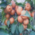 供應(yīng)山東臨沂圓黃梨苗大型繁育基地