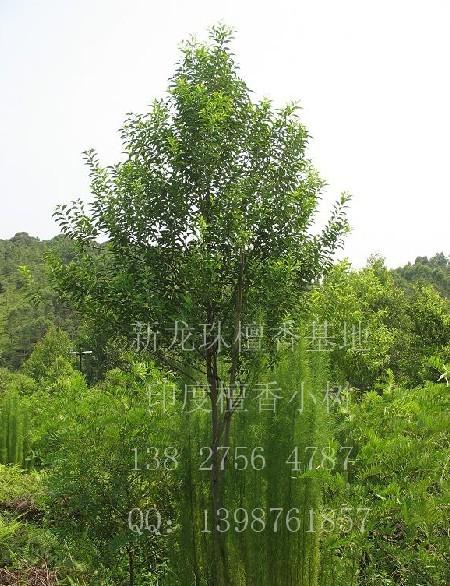 云南檀香樹(shù)報(bào)價(jià)，云南檀香樹(shù)批發(fā)，檀香樹(shù)種植基地