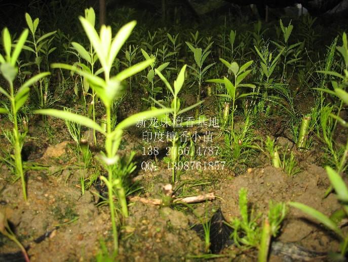 假蒿枝條 福建假蒿枝條批發(fā) 福建檀香價(jià)格，福建檀香種植，檀香寄主
