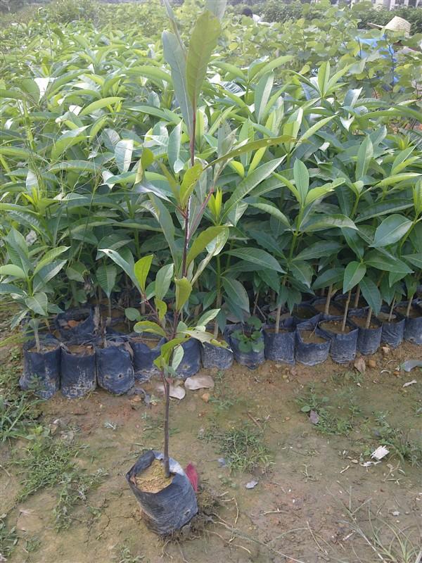 廣東荷木@荷樹 木荷 木荷苗 造林苗