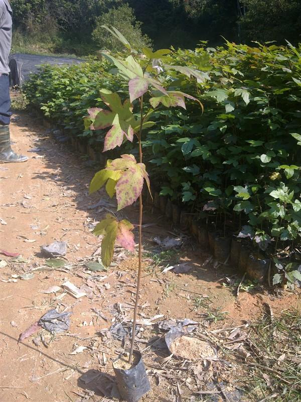 供應價格*的木荷生產(chǎn)商