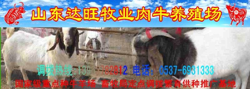 浙江湖州肉牛养殖场Y肉牛养殖基地供应浙江湖州肉牛养殖场Y肉牛养殖基地（#）浙江吴兴肉牛养殖场