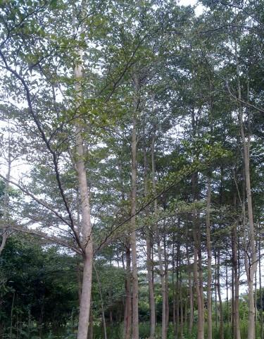 鳳凰木圖片/鳳凰木樣板圖 (2)