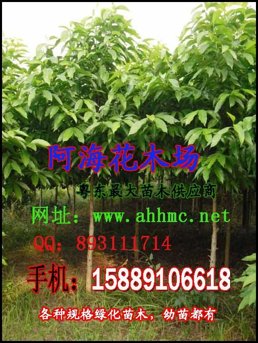 盆架子15-18CM,鳳凰木12-18CM