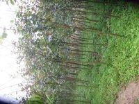 供應(yīng)羊蹄甲小苗米徑3到15公分