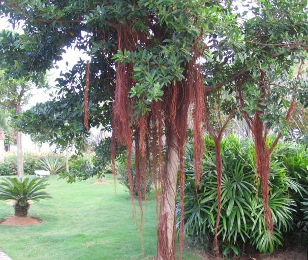 供應(yīng)高山榕小苗大樹，高山榕小苗大樹價(jià)格