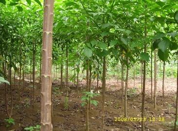 供應(yīng)紅皮秋楓小苗大樹