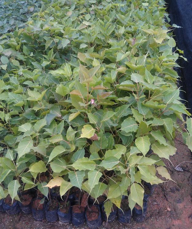 供應(yīng)菩提容小苗大樹量大