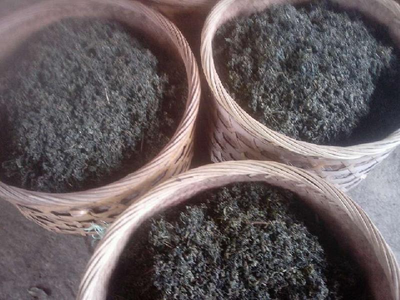 小游優(yōu)質(zhì)絞股藍(lán)生產(chǎn)圖片