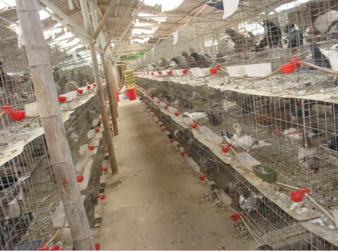 供應(yīng)三層鴿籠 鴿籠鴿籠價(jià)格鴿子籠三層鴿籠 四層鴿籠