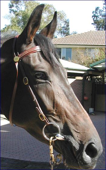 供應(yīng)PVC速賽韁 東莞PVC馬具供應(yīng)商 批發(fā)馬術(shù)用品