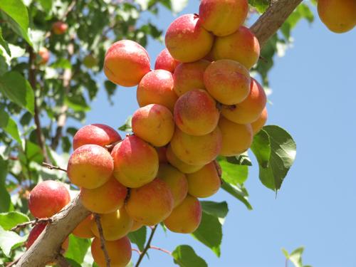 新疆小白杏廠家圖片