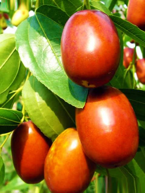 供應深圳若羌棗直銷