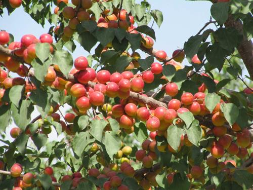 新疆紅杏深圳總批發(fā)圖片