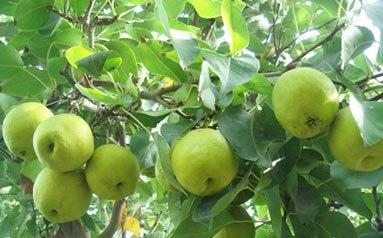供應(yīng)烏孫鮮新疆庫爾勒香梨價(jià)格