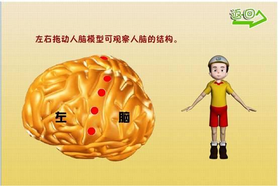 供應VCM仿真實驗幼兒科普M人腦的功能