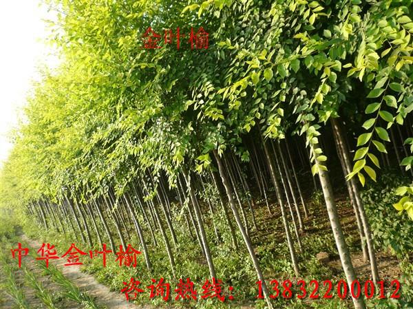 供應(yīng)金葉榆價格