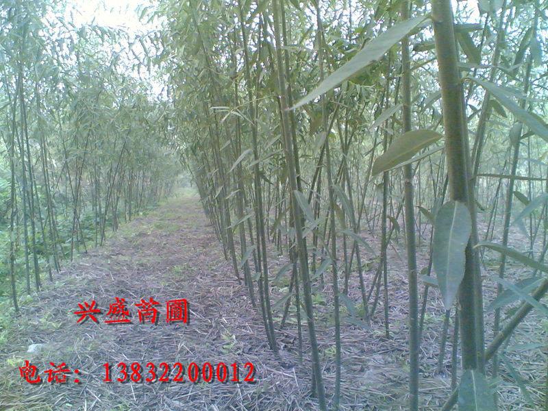 供應(yīng)河北竹柳西藏竹柳寧夏竹柳