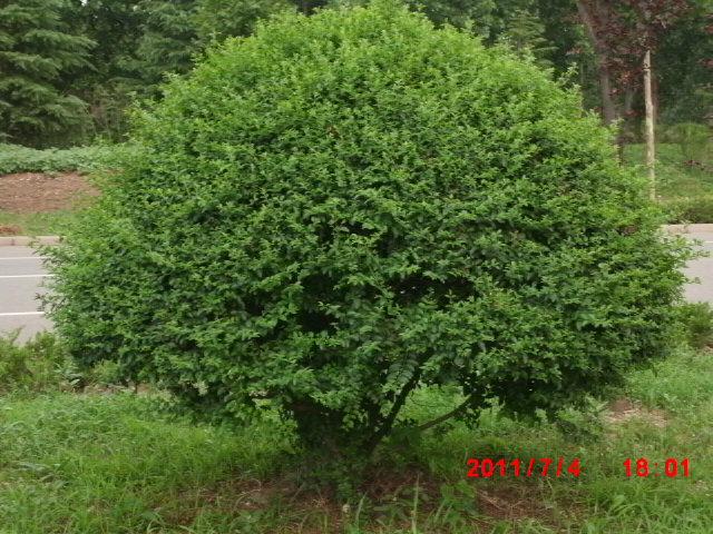 供應(yīng)苗木價(jià)格/苗木種植基地/苗木供應(yīng)商